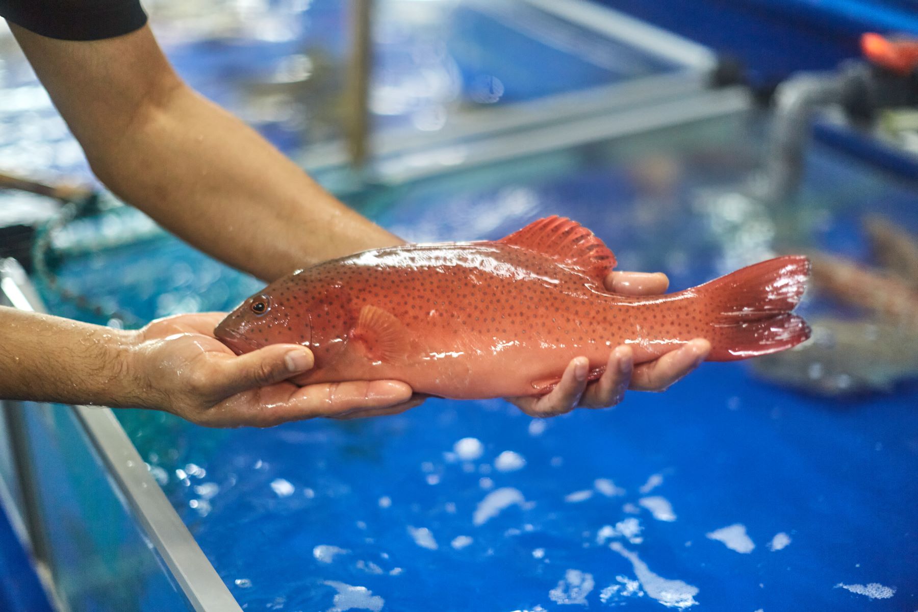 Singapore Aquaculture Plan